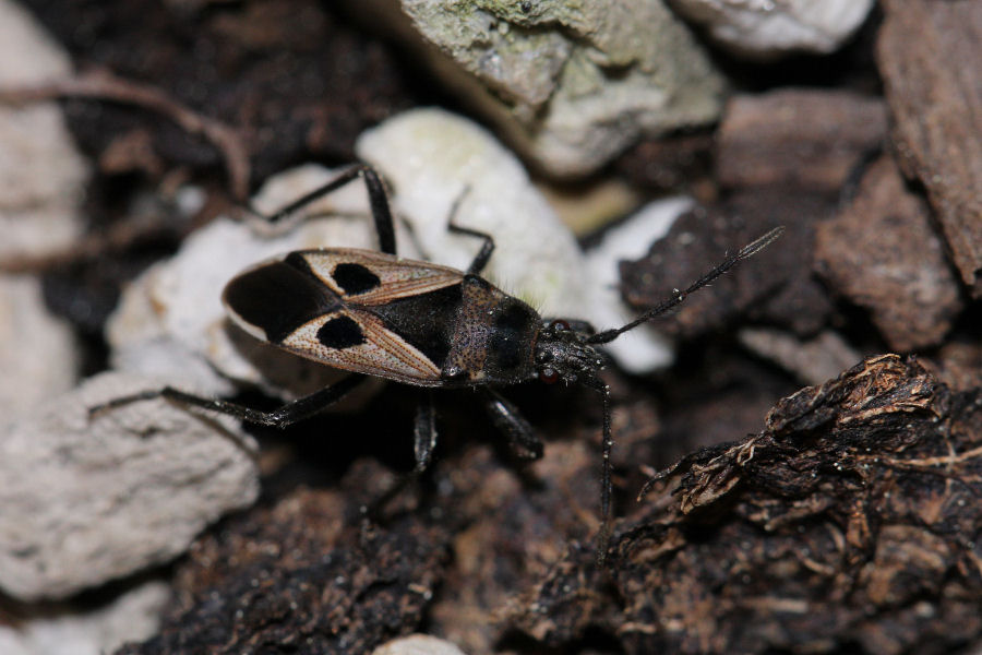 Lygaeidae: Lasiocoris anomalus dell''Emilia (BO)